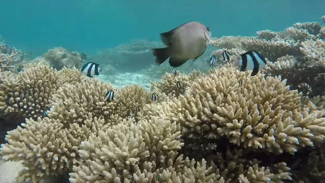 Arrecife de coral en el mar que rodea Mauricio. Captura de video: AFP.