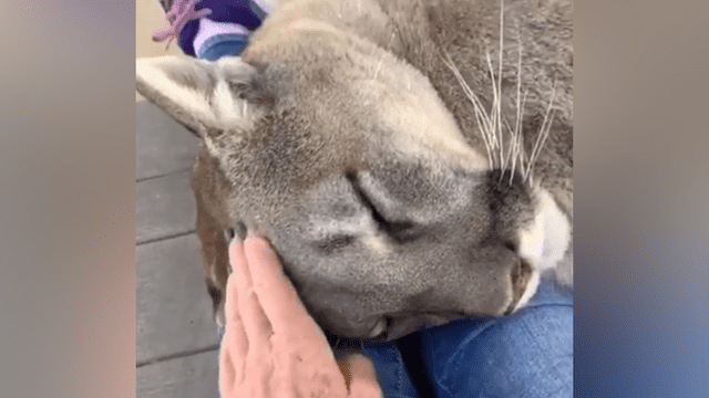 Facebook viral: mujer entra a recinto de puma y depredador tiene extraña reacción [VIDEO]