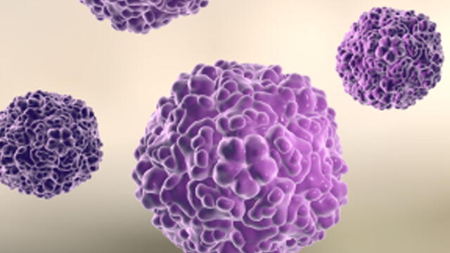¿Qué es el arenavirus?