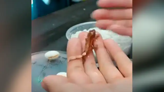 Vía Facebook: increíble nacimiento de lagartija bebé es grabada por veterinario [VIDEO]