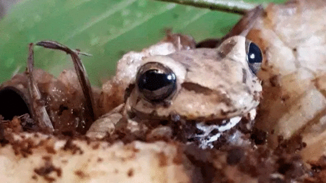 Encuentran a una rana que sobrevivió a un viaje de 8.000 kilómetros sin comer ni beber