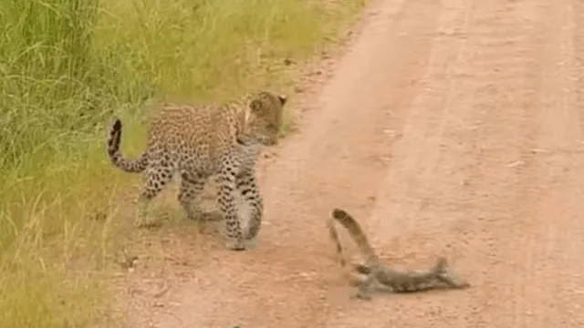 Lagartija golpea a feroz leopardo con su cola para no ser cazado, pero sucede lo peor