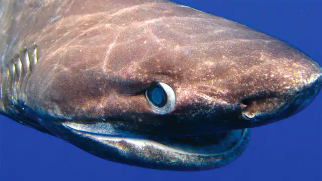El cañabota gris sube a aguas poco profundas solo en la noche. Foto: Difusión. El cañabota gris sube a aguas poco profundas solo en la noche. Foto: Difusión.