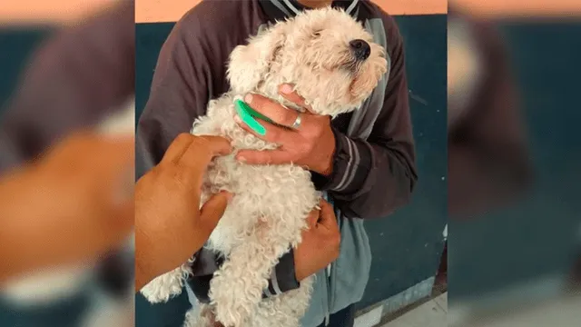 Robó un perro caniche para regalárselo a su novia en San Valentín y acabó preso [FOTOS]