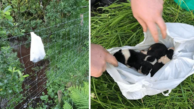 Rescatan a tres cachorros que fueron abandonados en bolsa de plástico colgada al borde de un río [FOTOS]