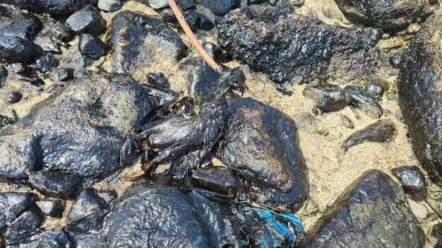 Derrame de petróleo afectó biodiversidad marina. Foto: Senarp