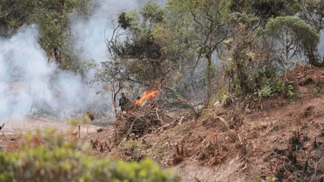Colombia – Medio ambiente – tala ilegal