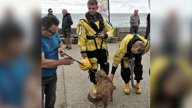 El perro Archie no presentó ningún daño tras caer por el precipicio. Foto: Freshwater Independent Lifeboat