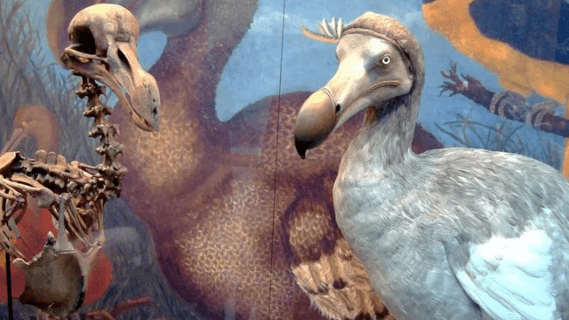 El pájaro dodo continúa siendo estudiado. (Fotos: Biorígenes)