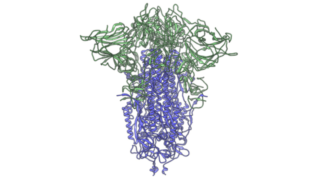 Imagen de microscopio electrónico criogénico que muestra una vista lateral de la proteína espiga del SARS-CoV-2, la sección S1 del pico se muestra en verde y la porción S2 se muestra en púrpura. | Foto: Andrew Ward lab, Scripps Research.