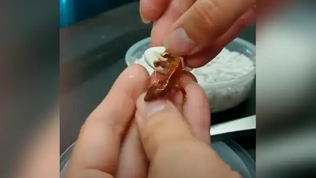 Vía Facebook: increíble nacimiento de lagartija bebé es grabada por veterinario [VIDEO]