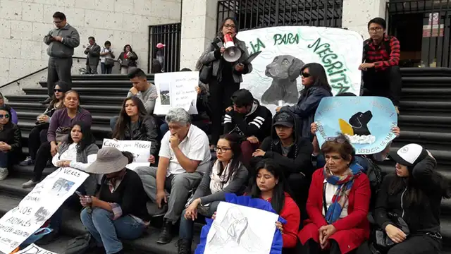 Dan 6 meses de prisión preventiva para sujeto que acuchilló a perrita en Arequipa Dan 6 meses de prisión preventiva para sujeto que acuchilló a perrita en Arequipa