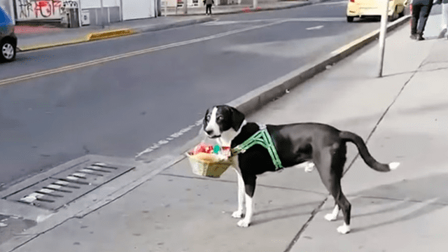Perro hace las compras para que su dueño no salga de la casa en cuarentena [VIDEO]