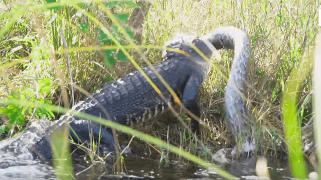 YouTube viral: brutal pelea entre hambriento cocodrilo y pitón gigante tiene desolador final [VIDEO]