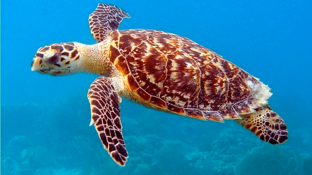 Brasil: nacen 97 tortugas en peligro de extinción en playa desierta ante cuarentena por coronavirus [VIDEO]