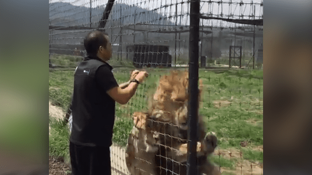Cuidador se coloca a pocos centímetro de una pareja de leones.