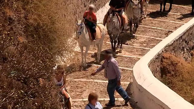 Animalistas condenan uso de burros como ''taxis turísticos''. Foto: Difusión