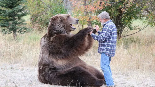 Bart the bear 2 junto a su entrenador Doug Seus. Foto: Bill Bode/The Vital Ground Foundation