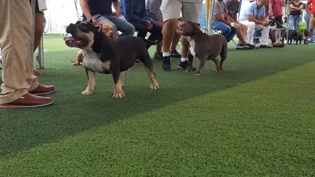 Conoce a Ajax, el American Bully que dejó en alto al Perú en competencia internacional 