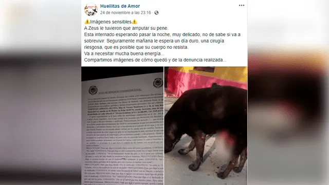 Le cortaron los genitales a un perro por estar en celo y lucha por sobrevivir.