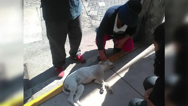 Chofer atropelló a can en el Cercado de Arequipa y le ocasionó la muerte
