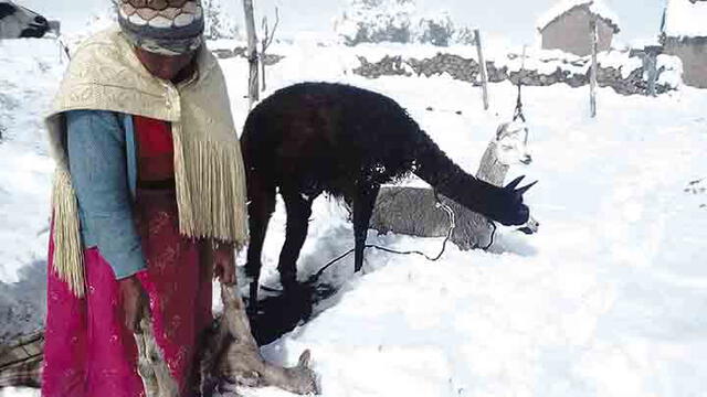 Miles de camélidos mueren por nevadas en regiones del sur	