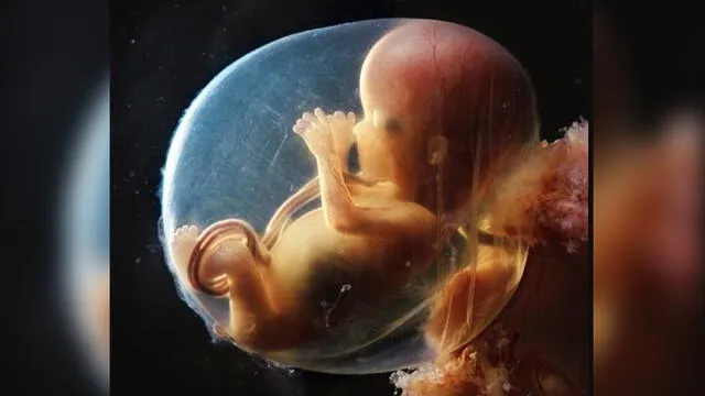 Los efectos del “microquimerismo fetal” no están demostrados, son objeto de debate. Foto: Life.
