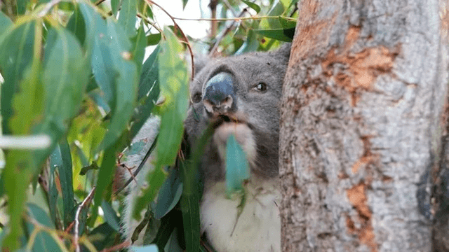 Australia – koalas – incendios forestales – animales