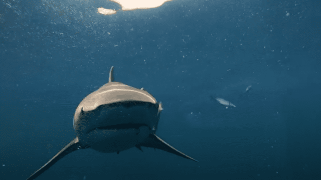 Facebook viral: Buzo arriesga su vida al sumergirse al mar para grabar a enormes tiburones que devoraban su presa