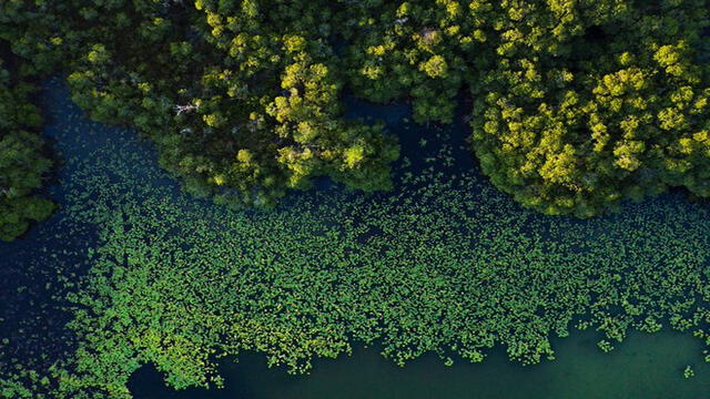 Vista aérea de los manglares rojos, el ecosistema escondido de Yucatán. Foto: PNAS