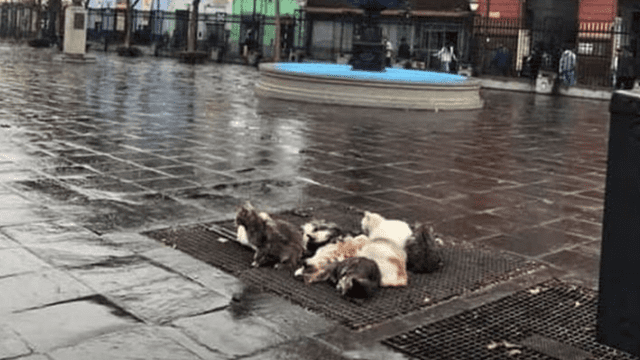 Perros y gatos en las calles también sufren con fuertes lluvias
