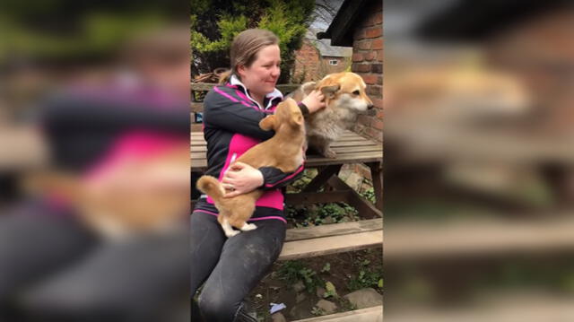 Facebook: Perro exige a su dueña que le haga masajes y miles quedan sorprendidos [VIDEO]