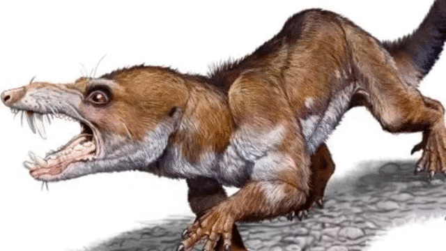 Pseudotherium argentinus, la especie similar a la ardilla de "La era de hielo". Foto: Télam