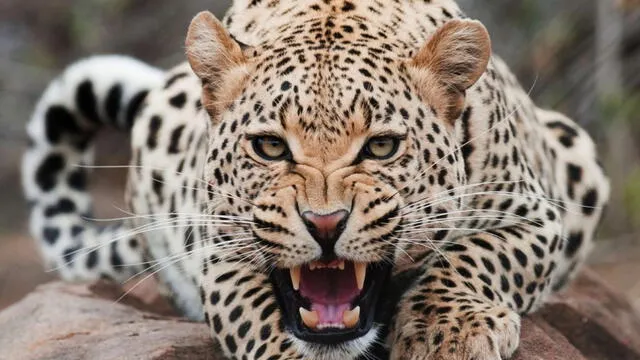 Soñar con leopardos