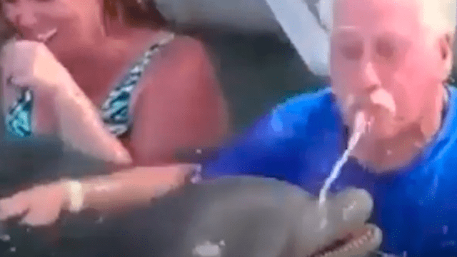 Facebook viral: delfín y anciano protagonizan tierna 'pelea' acuática y enternecen a miles [VIDEO]