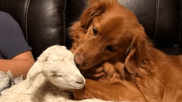 Jerry, la cabra y Drake, el perro se divertían como buenos amigos. (Foto: Granja y Santuario cabra Negra)