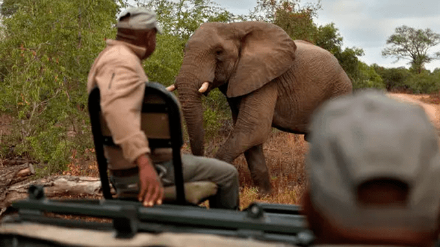 África: cazadores matan a seis elefantes y les arrancan sus colmillos en un solo día