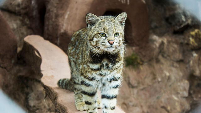 Gato andino: Foto: wamizlatinoamérica