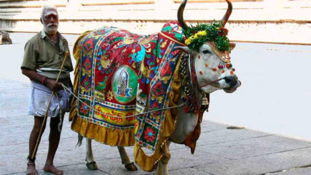 ¿Qué ocurre si una persona mata a una vaca en la India?