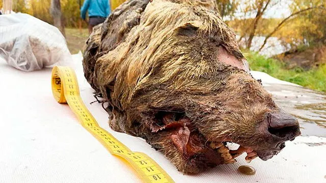 Hallazgo de cabeza de lobo gigante de 40 mil años sorprende a la comunidad científica