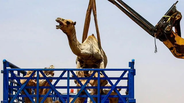 Maltrato animal en Sudán. Foto: AFP.