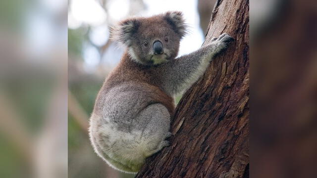 Mujer arriesga su vida para salvar a koala de un incendio en Australia [VIDEO]