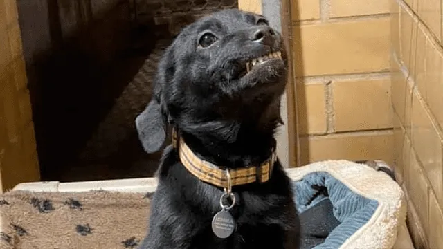 Tierno cachorro muestra su sonrisa para que una familia decida adoptarlo