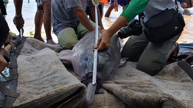 Aprueban plan que protege al manatí y los delfines de la Amazonía