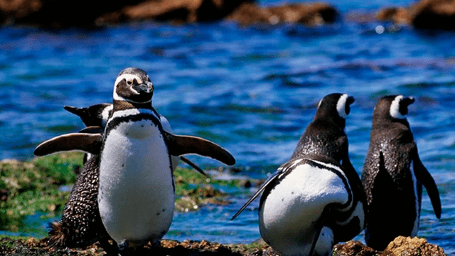 pinguinos magallanes