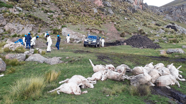 Junín: rescatan a ovejas que fueron halladas muertas en laguna de Marcapomacocha [VIDEOS] [FOTOS]