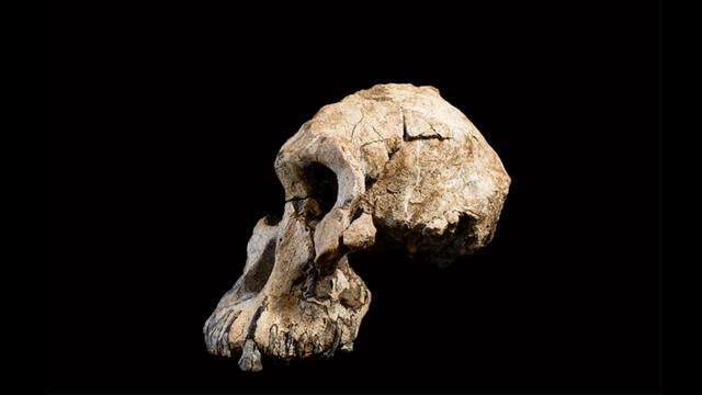 Cráneo encontrado del Australopithecus Anamensis. Cleveland of Natural History.