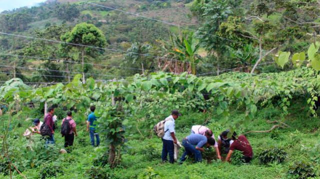 Capacitación a productores de granadilla en Cajamarca