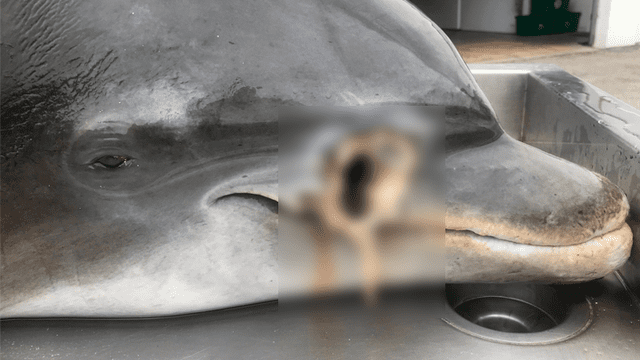 Hallan delfines muertos en la costa de Florida.