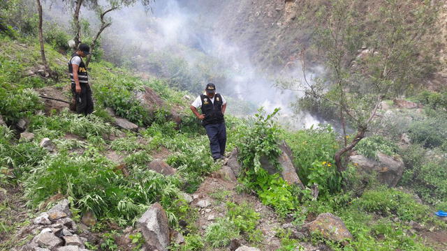 Huacho: destruyen más de una tonelada de marihuana cultivada en cerro